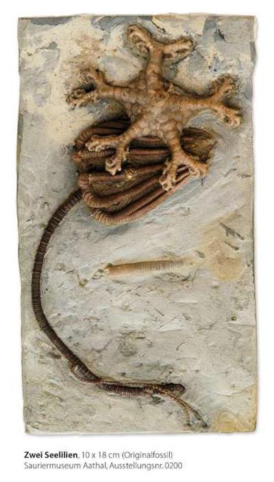 20130129 Crinoid fossil, 해백합, 바다백합, 화석.jpg 에일리언 유충 닮은 3억년된 화석 